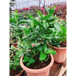 CHANH VÀNG MỸ - CÂY NHẬP KHẨU