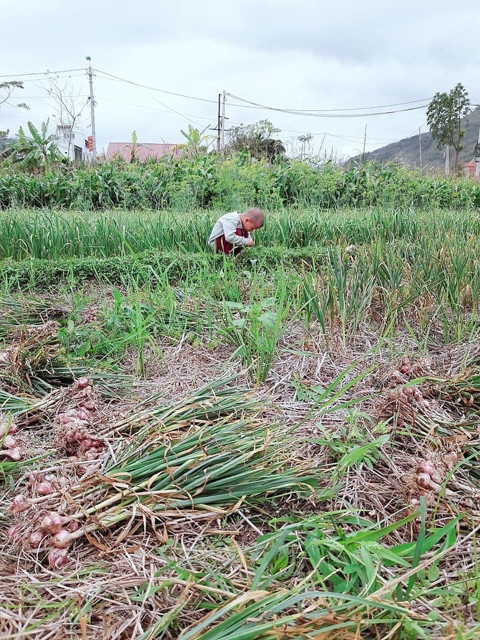 Tỏi cô đơn phù yên sơn la gói 500g