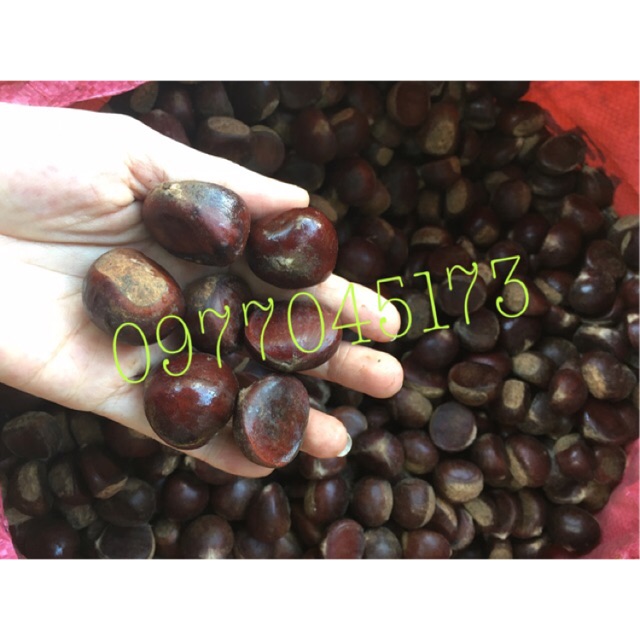 Combo 5kg hạt rẻ rừng sống