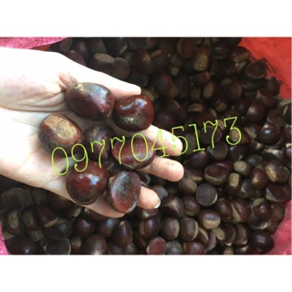 Combo 5kg hạt rẻ rừng sống