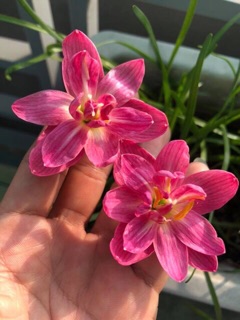 Củ mẹ huệ mưa kép(bao kép 100% gửi củ như hình)