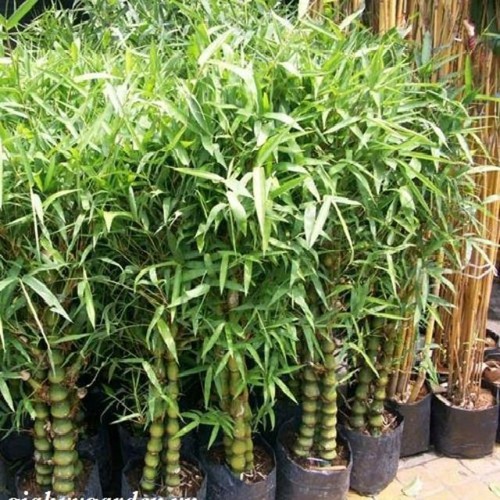 CÂY TRÚC ĐÙI GÀ, CÂY TRÚC ĐÙI GÀ-CÂY TRE ỐNG ĐIẾU