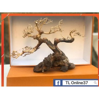 Bonsai mini bể cá để bàn D28xC19