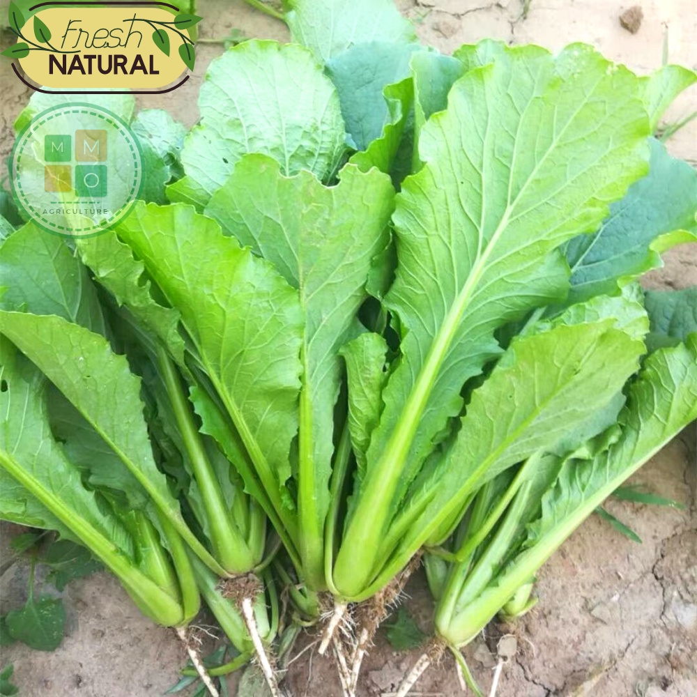 Hạt giống cải bẹ xanh, cải canh thơm ngon