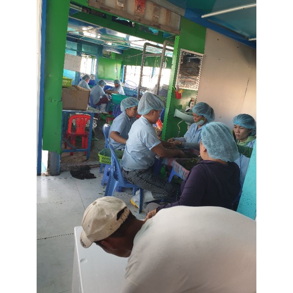 RONG NHO TƯƠI SÀI GÒN túi 500GR-ship hỏa tốc