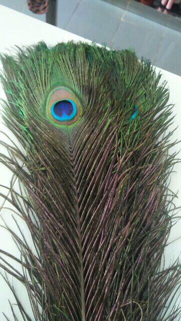 Lông công xanh tự nhiên 65-70cm loại 1 TO ĐẠI | BigBuy360 - bigbuy360.vn