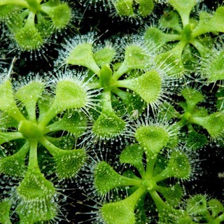 Hạt cây bắt mồi gọng vó các loại
