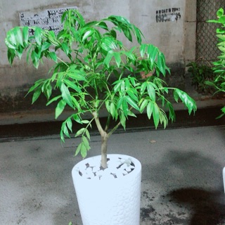 Chậu cây cóc cho sai trái