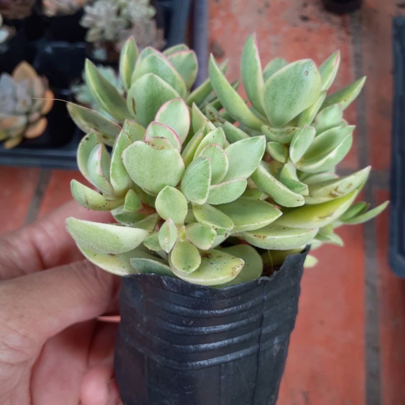 Sen đá thạch bích var hồng bụi- crested sun burst