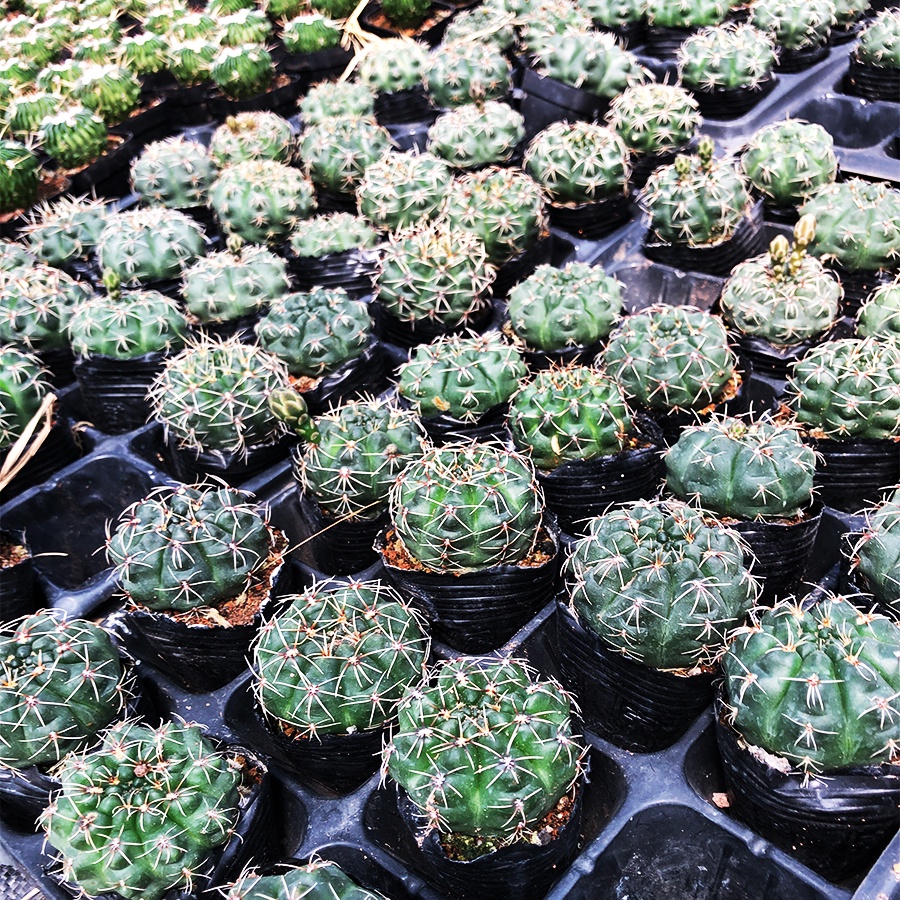 Xương Rồng THẦN LONG Hàng Hạt Size Chậu 5.5cm, 1 Đổi 1
