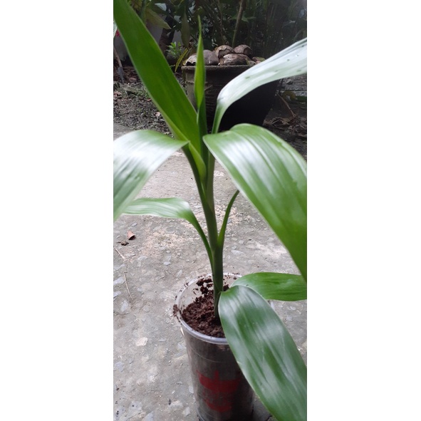 Cây Phát Tài 1 cây giống cao 30-40cm
