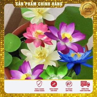 Hạt Giống Sen Mini Nhật LUCKY SEEDS (5 hạt)