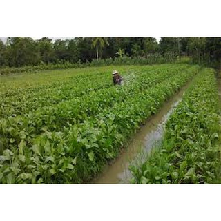 Hạt giống rau cải ngọt