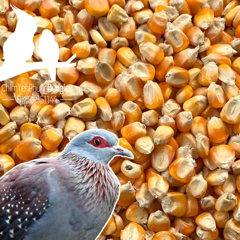 1kg hạt bắp sấy khô (Ngô tẻ) dùng làm thức ăn: Bồ Câu, Hamster, Gia Súc hoặc trộn ngũ cốc.