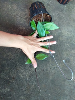 CẨM CÙ NGỌC TRAI ĐEN