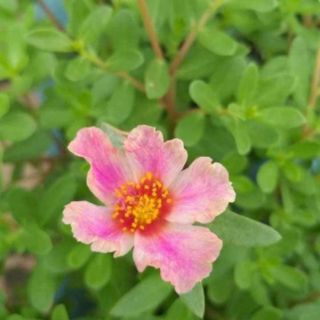 Hoa sam nhiều màu