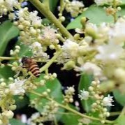 mât ong hoa nhãn nguyên chất ( 1400gam)