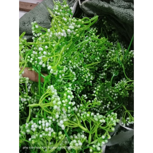 1kg Cỏ điểm trộn mẫu.
