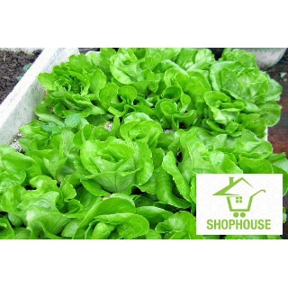 shophouse Gói 5 grgiống rau xà lách chịu nhiệt  SHOP HOUSE  TẾT KHUYẾN MẠI