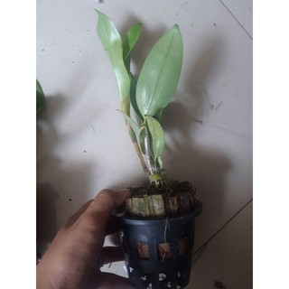 Lan kiều trắng chuẩn màu