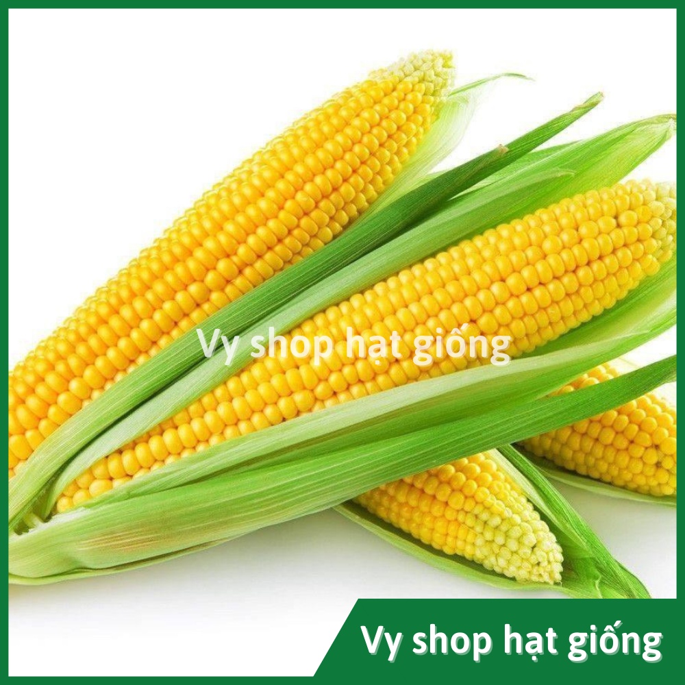 Hạt giống bắp Mỹ  Thái Lan gói 110 hạt