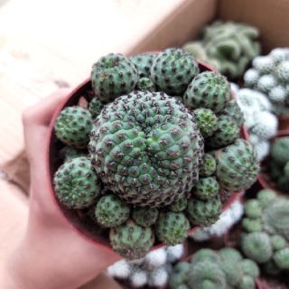 Xương rồng bụi mix