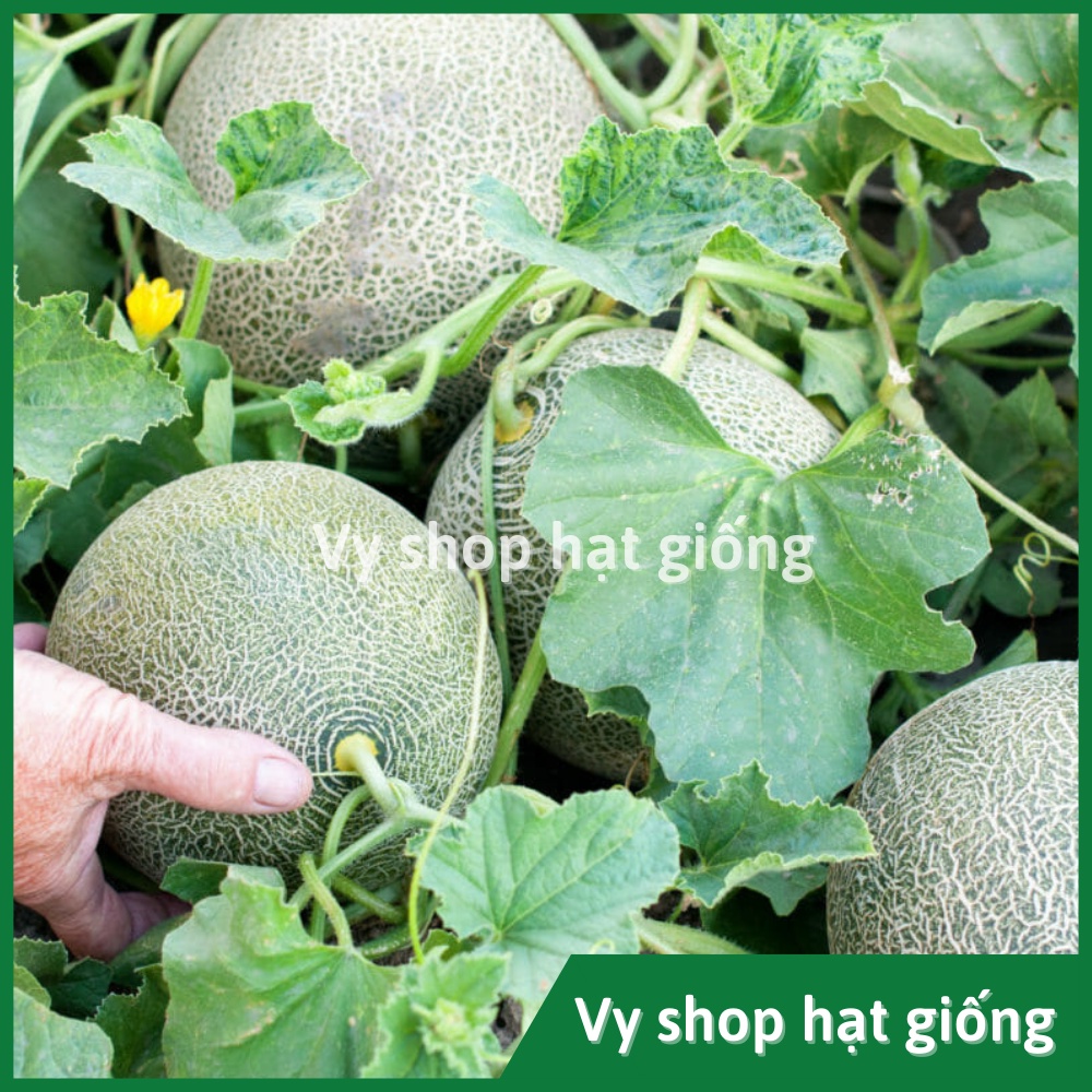 Hạt giống dưa lưới ruột cam Lemon Cat Thái Lan nguyên gói 50 hạt