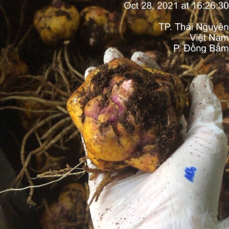 Củ ly cao thơm size to đại 7-9 tai hoa nở chuẩn màu