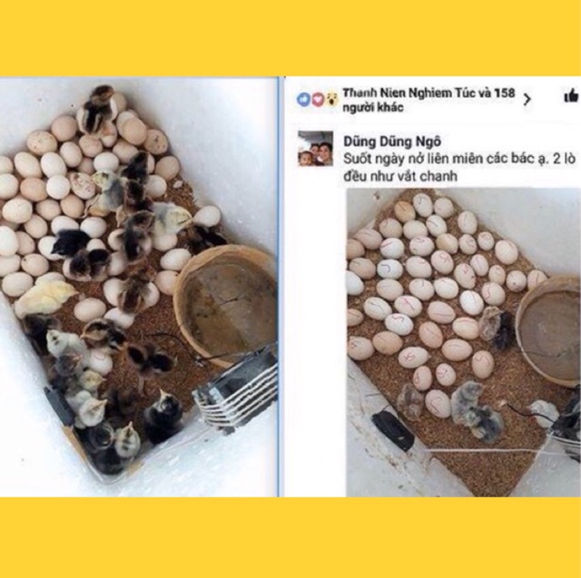 Máy Ấp Trứng Gà P100 - Ánh Dương P100 Đảo Tay, Ấp Trứng Gà, Vịt, Ngan, Phù Hợp Với Quy Mô Chăn Nuôi Nhỏ, Hộ Gia Đình