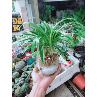 Chậu Cây Lan Chi Thủy Sinh