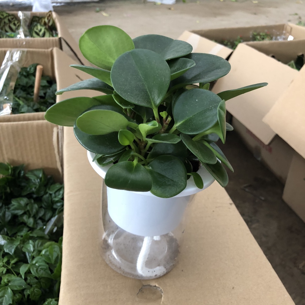 Cây để bàn - cây trường sinh Cao 10cm lá căng tròn bắt mắt mang sinh khí tốt cho gia chủ