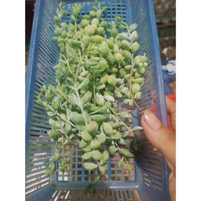 Sen đá Hạt Lựu ( cắt nhánh)