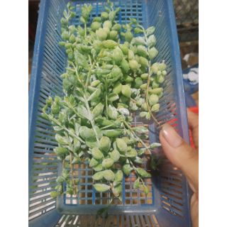 Sen đá Hạt Lựu ( cắt nhánh)