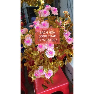 Cây cành vàng lá ngọc