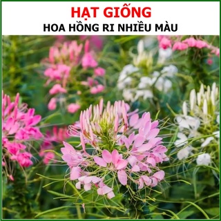 Hạt Giống Hoa Hồng Ri Nhiều Màu 10 Hạt