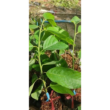 Mãng Cầu Na Sầu Riêng Độc Lạ