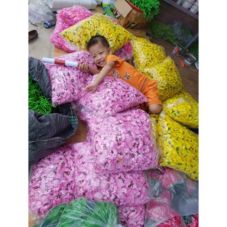 cánh hoa mai đào rời. Giá sập sàn đón xuân sang