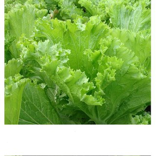 Hạt giống cải bẹ mào gà 10gr