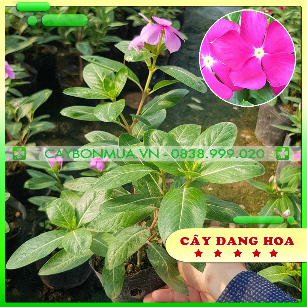 [Mua 10 tặng 1]Cây Dừa Cạn ta,cao 20cm ra hoa quanh năm.