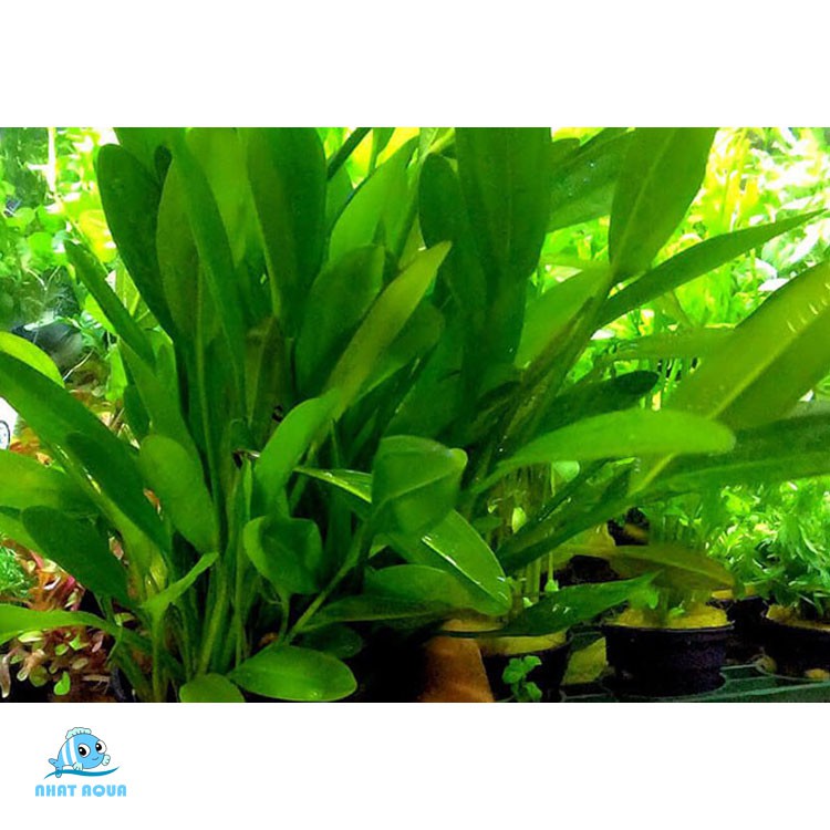 Cây Lưỡi Mác thủy sinh