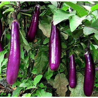 Hạt giống cà tím dài 0,2g