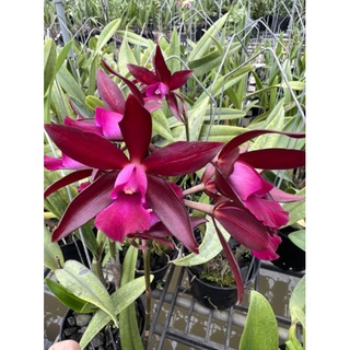 Cattleya lai Epi hoa siêu thơm cây sắp hoa