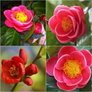 Cây hoa hải đường