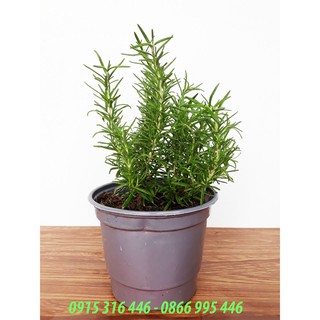 CÂY HƯƠNG THẢO ĐỂ BÀN