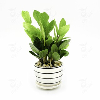 Cây kim tiền để bàn mini