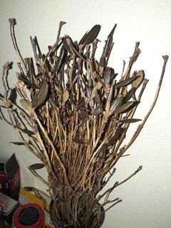 Hoa đỗ quyên