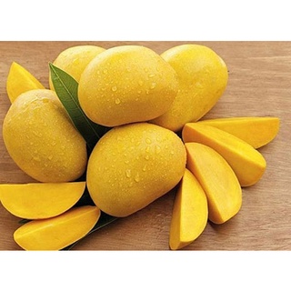 Xoài cát chu Cao Lãnh