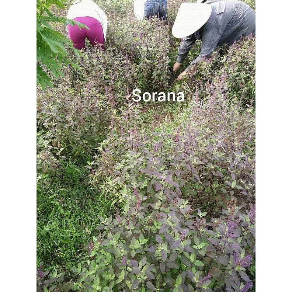 Combo Gội xả - Nước gội bồ kết vỏ bưởi cô đặc Sorana + dầu xả vỏ bưởi dầu dừa