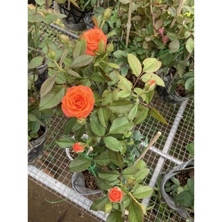 Hồng cam siêu nụ