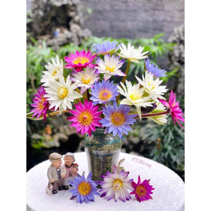 Củ hoa súng Thái nhiều màu